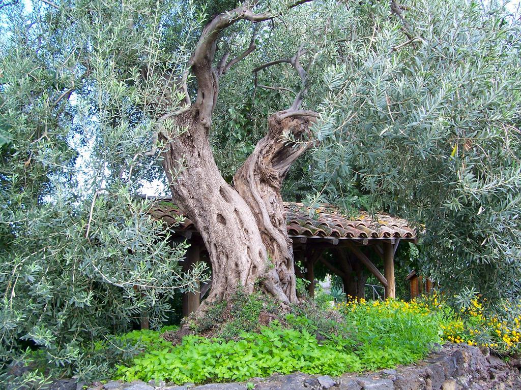 Vila Il Limoneto Acireale Exteriér fotografie
